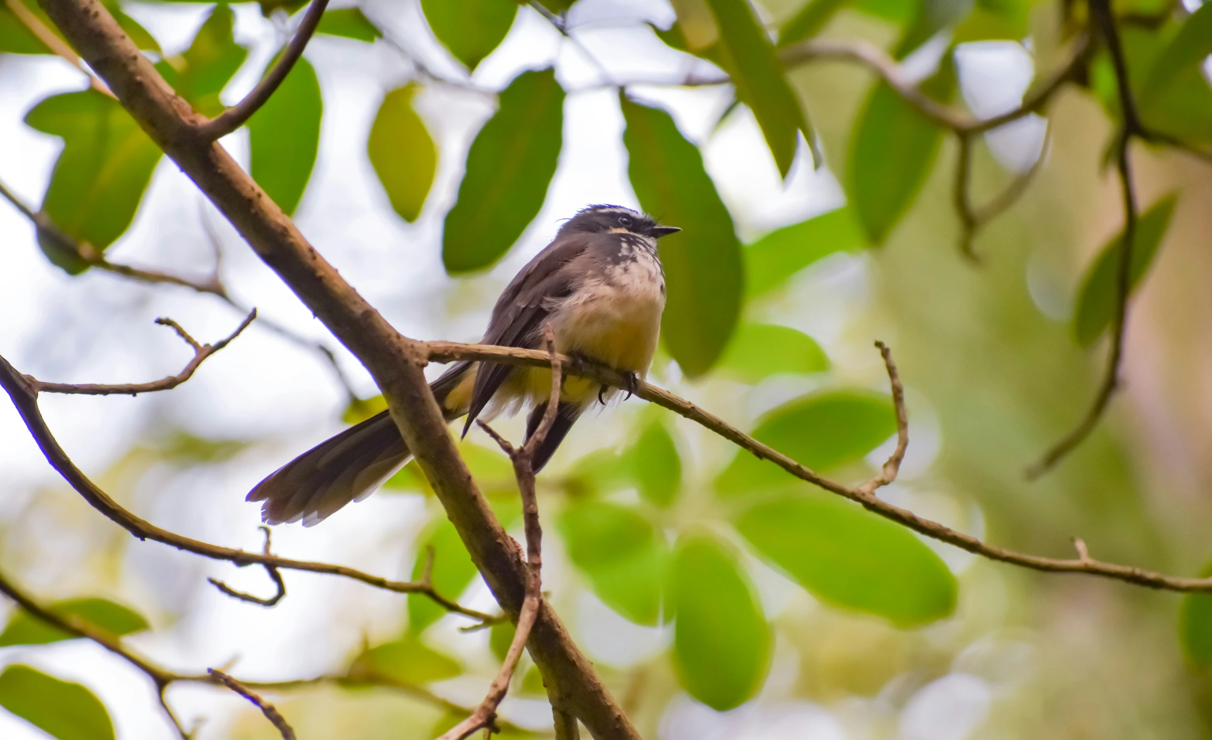 a bird is sitting on a nch of a tree