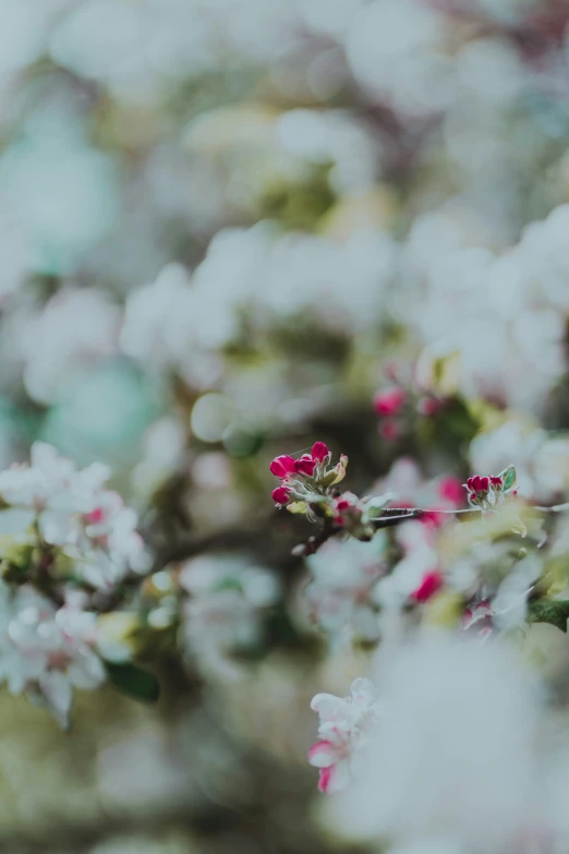 a blurry view of pink flowers on a bush