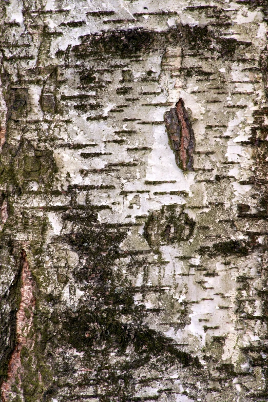 close up image of the bark on a tree