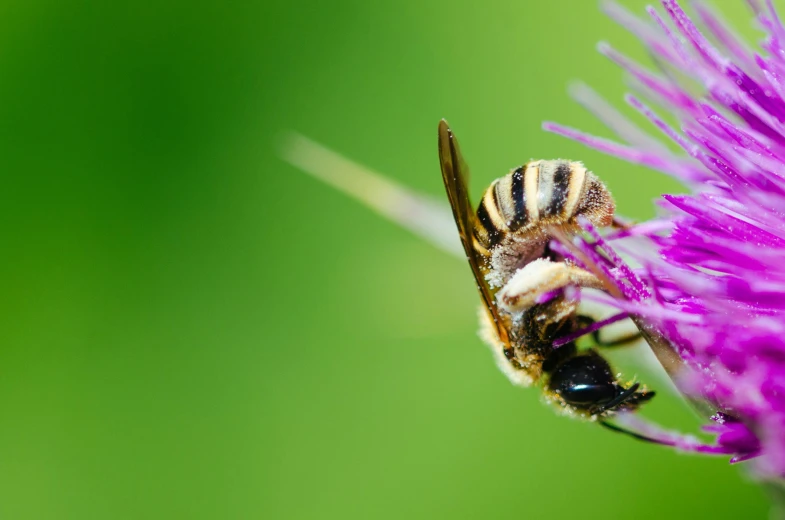 a bee is sitting on top of a purple flower