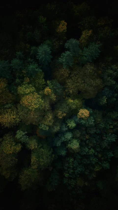 aerial view of lush green trees in the night