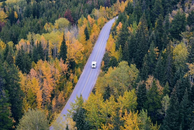 a car drives on a highway through a dense forest