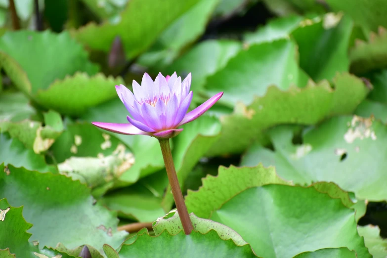 a small purple flower is growing through the water