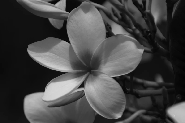 black and white pograph of a blooming flower