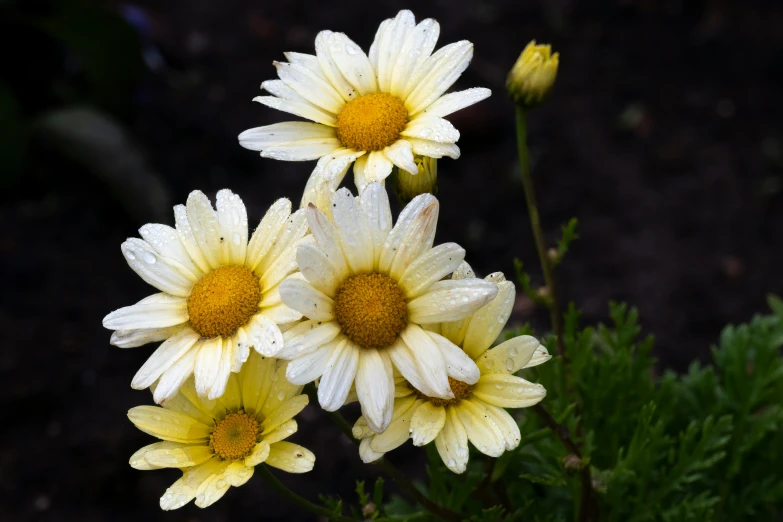 three white flowers with yellow centers on them