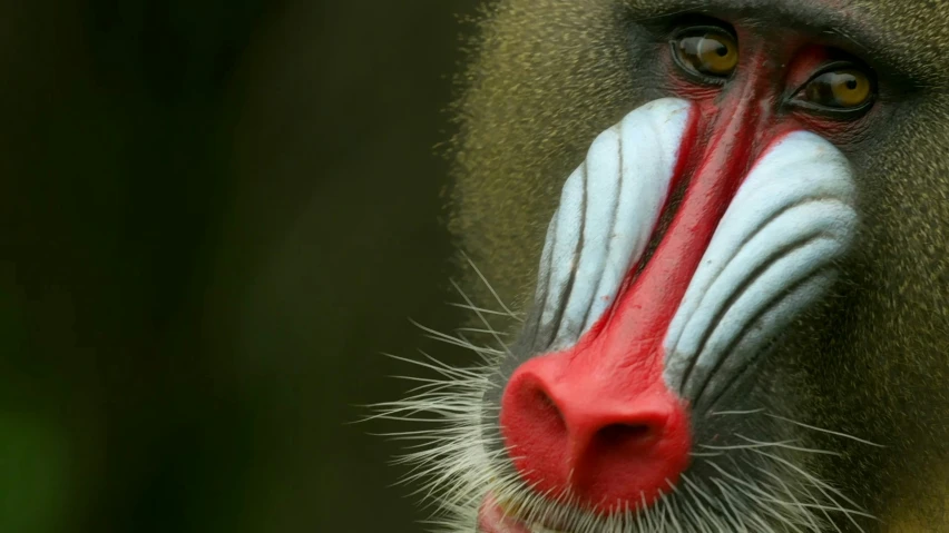 a close up s of a very colorful monkey with long red and white stripes