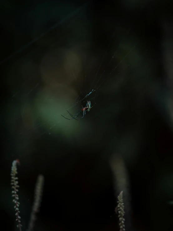 a spider with dark green stripes is in a web