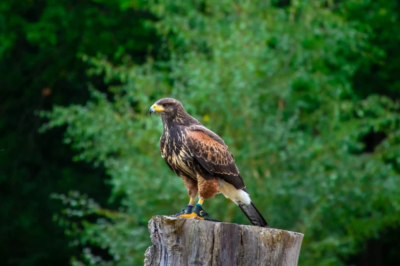 a hawk perched on top of a wooden post