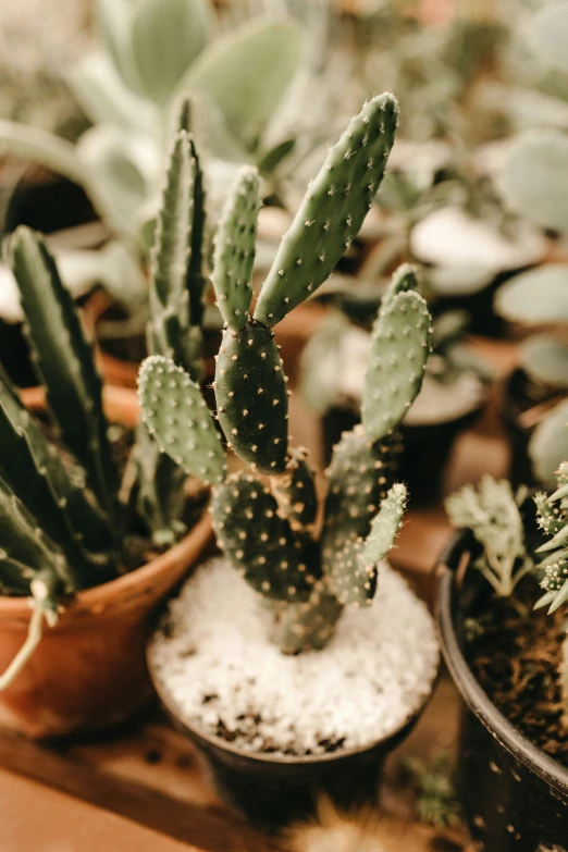 two small cactus plants on display in a pot