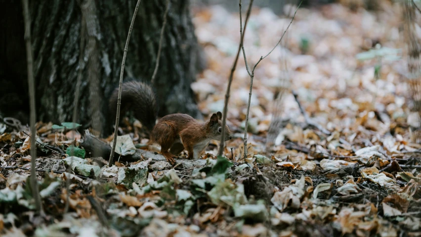 a squirrel sits in the leaves under the tree