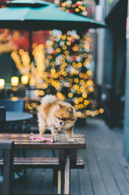 small dog standing on top of an outside table