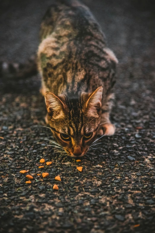 a cat eating from an object with yellow food
