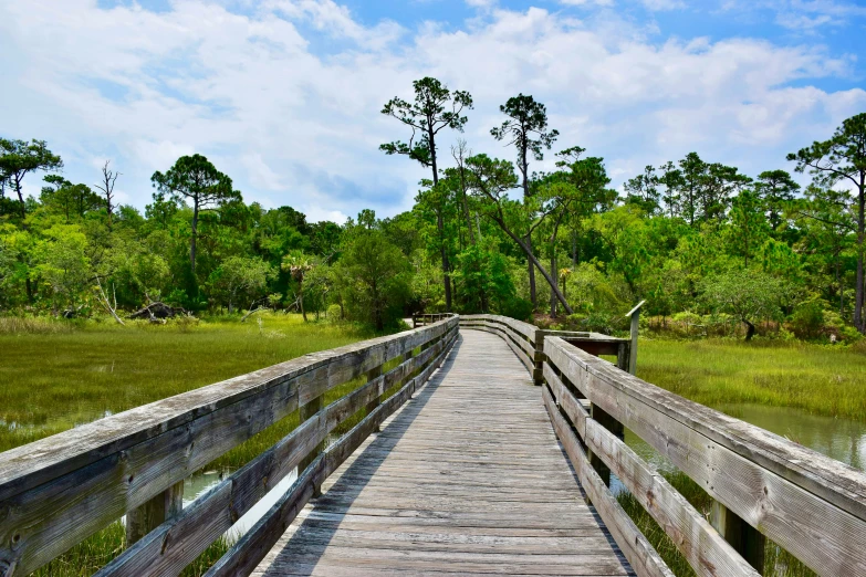 a bridge that is leading to the woods