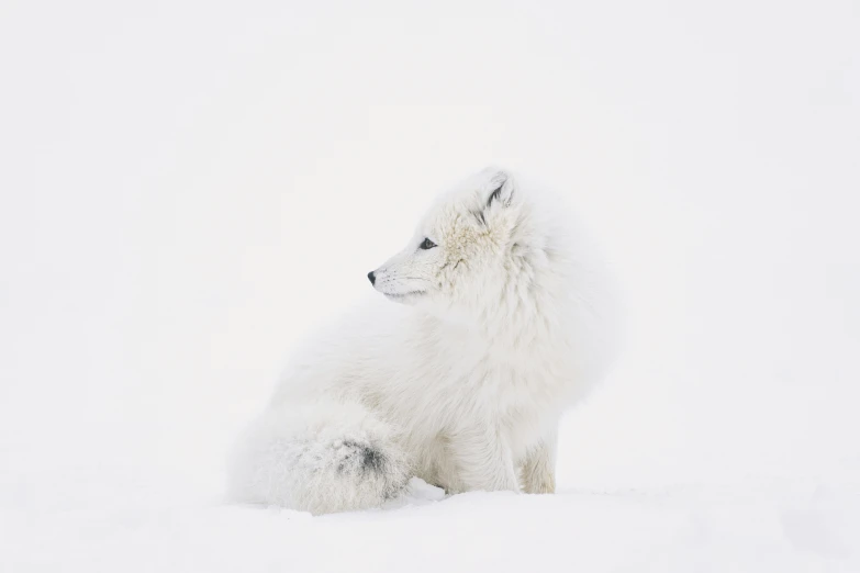 the white wolf sitting in the snow looks to be staring at soing