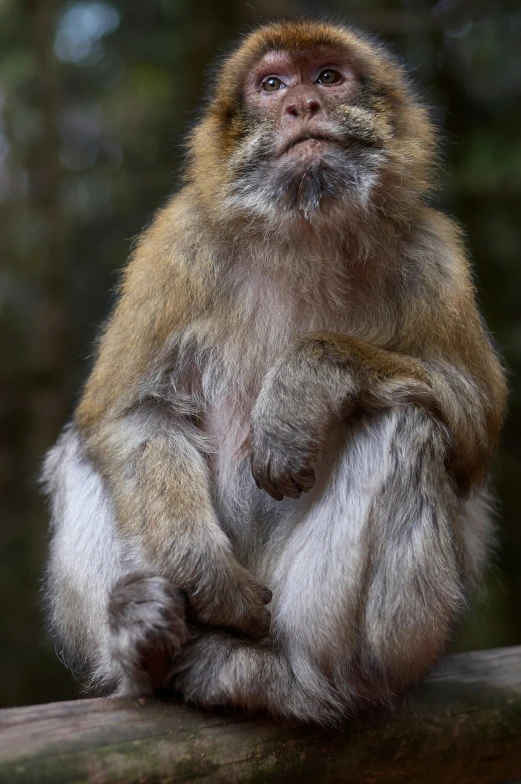 this long - tailed monkey looks up while sitting