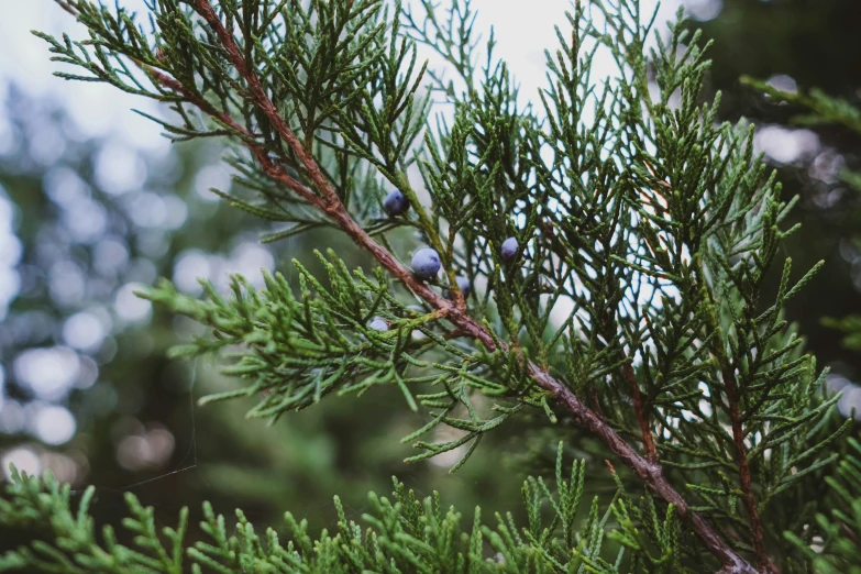pine needles are growing on a green pine tree
