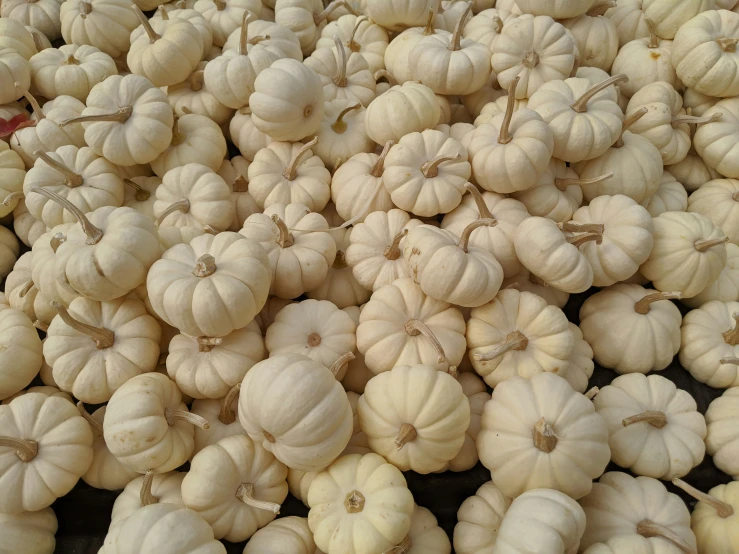 several large white pieces of squash are arranged