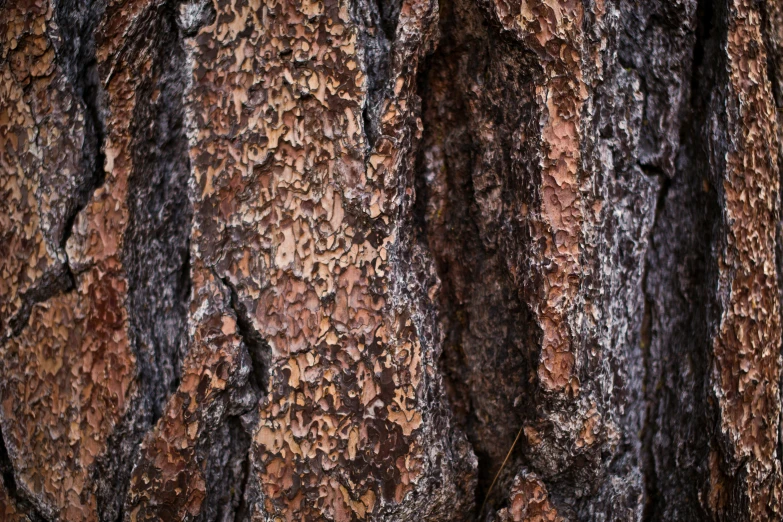 this is an image of the bark of a tree