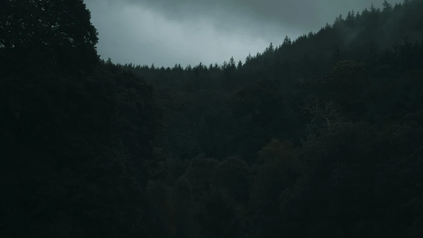 a black and white po of trees in the distance