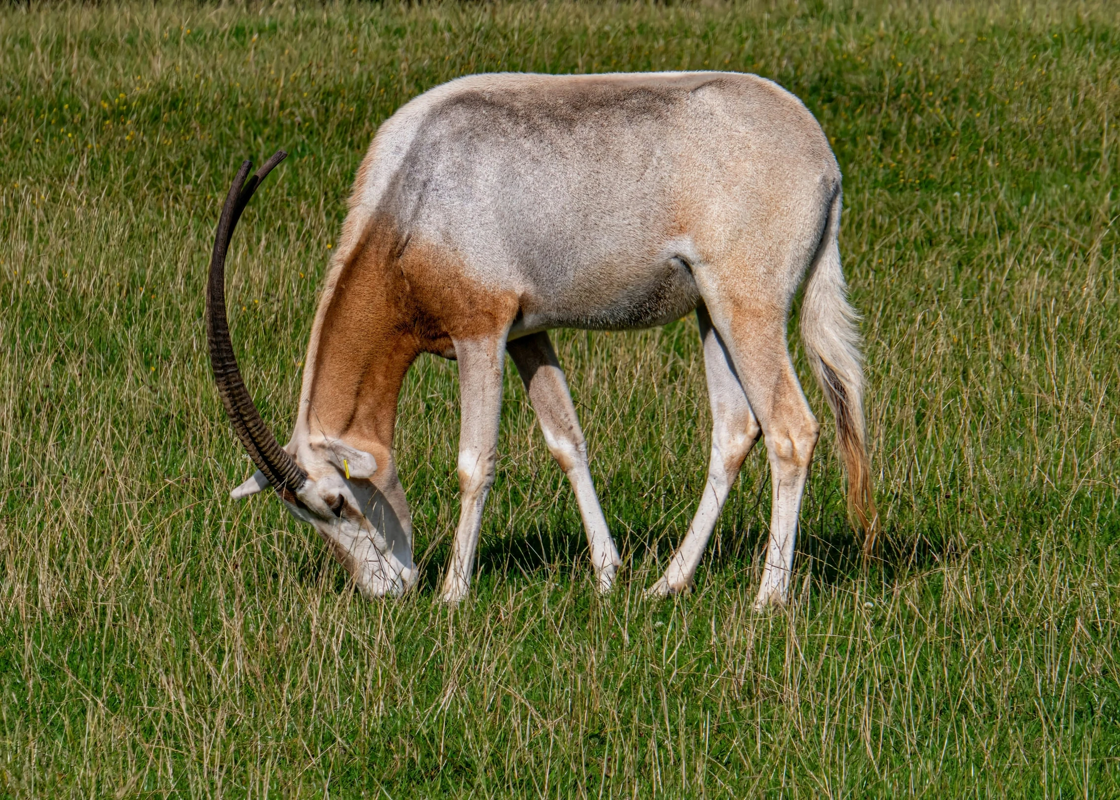 an antelope grazing in a field on grass