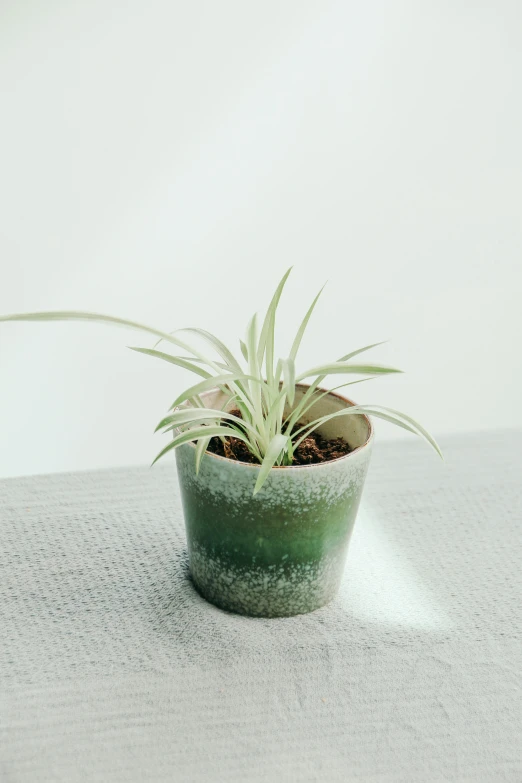 small potted plant on table in light room