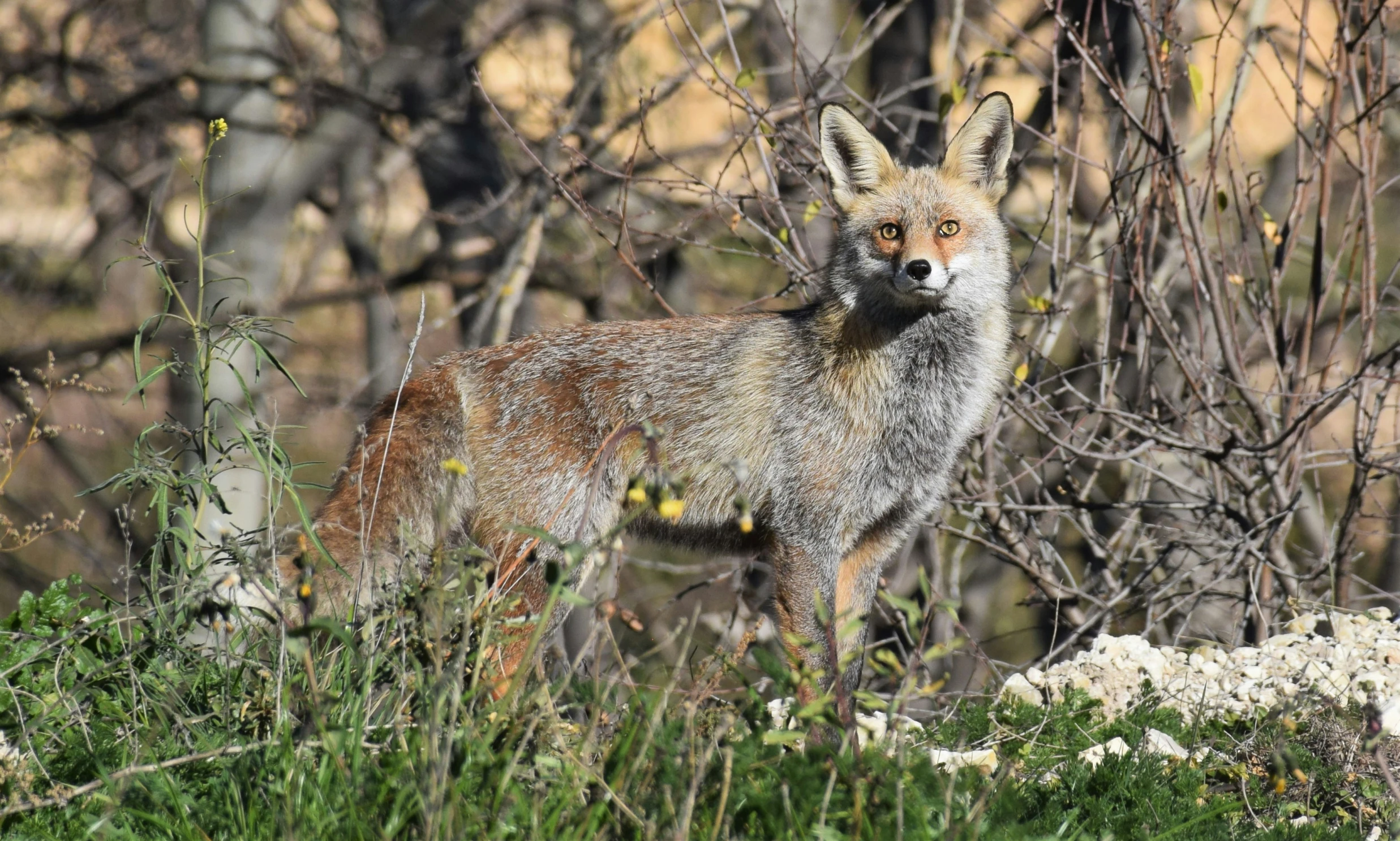 an animal that is walking through some bushes