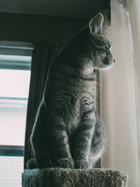 a cat sitting on a window sill with curtains open