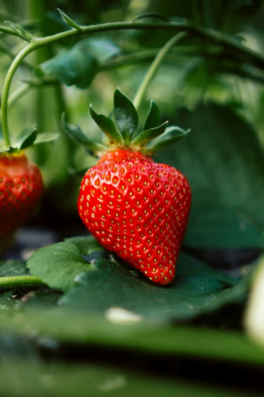 a group of ripe strawberries growing on top of a green plant