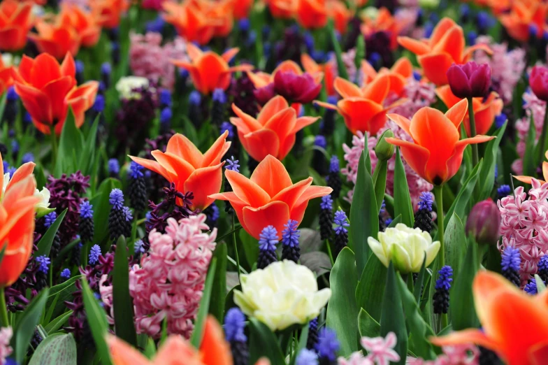 a bed of brightly colored tulips with other flowers