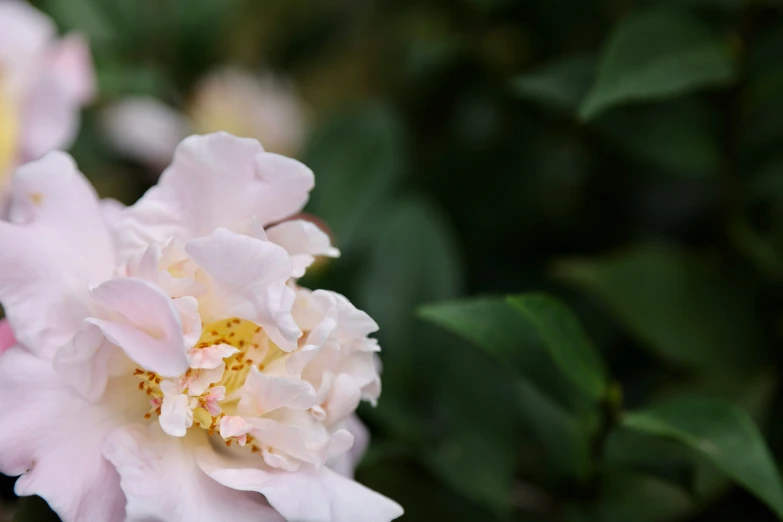 this is a rose with beautiful white flowers