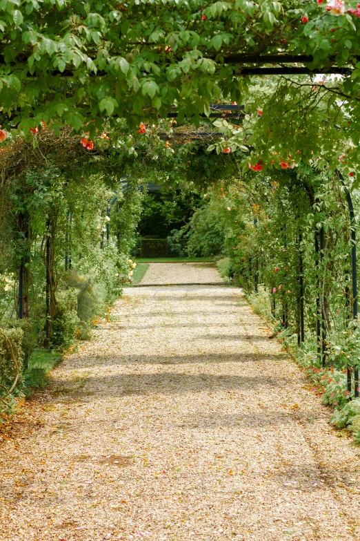 an open garden with an empty pathway and vines growing on it