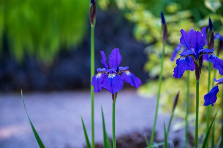 blue flowers with green and yellow stems on a path