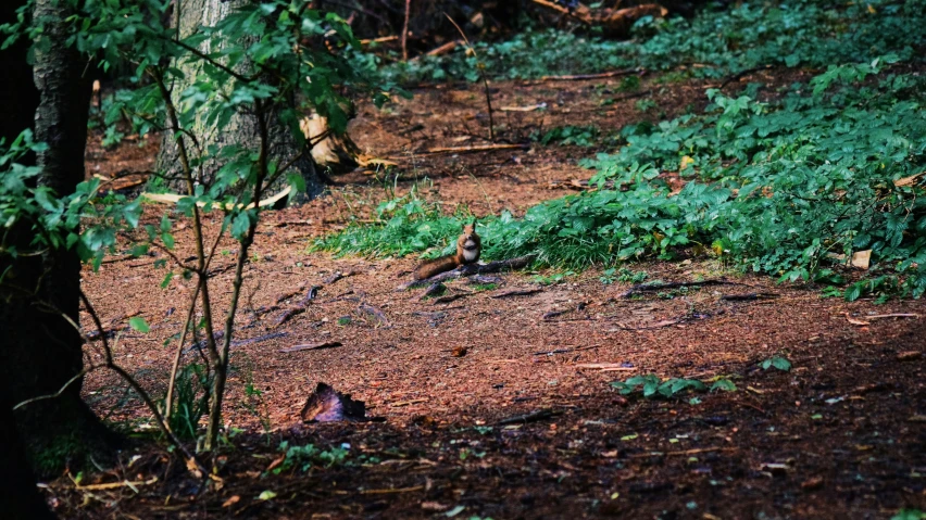 an image of birds in the woods with trees