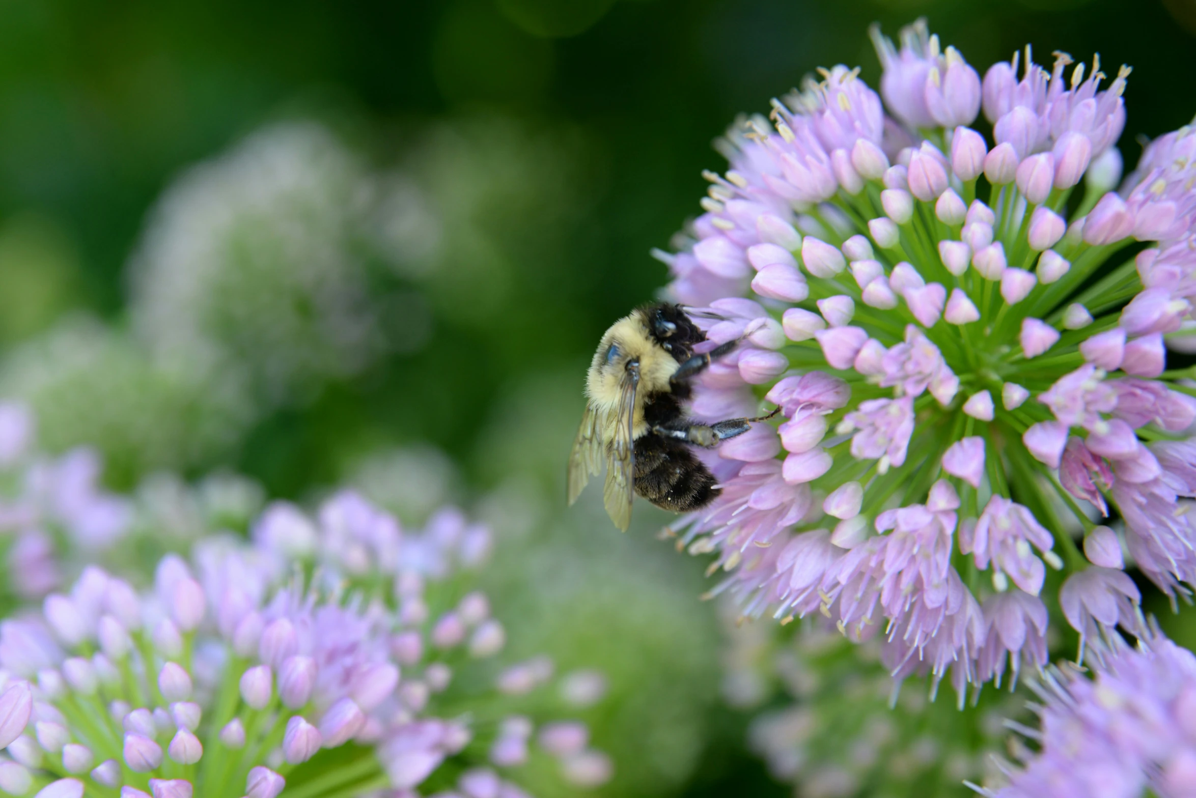 a bee flying close to some pink flowers