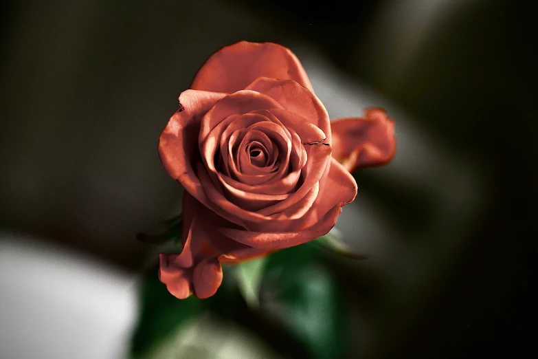 a single red rose sitting in the middle of it's petals