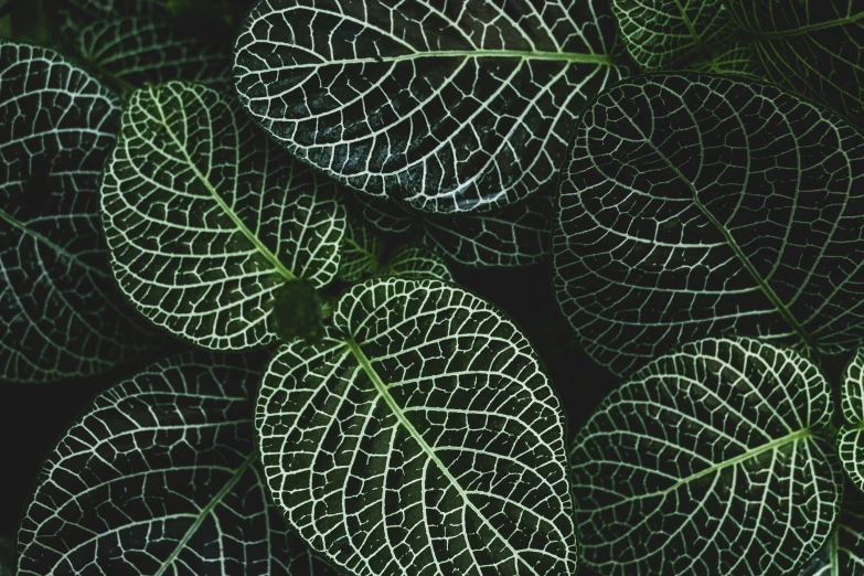 green and white leaves with leaves surrounding them