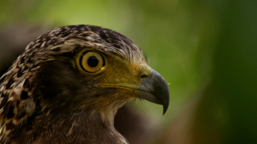 a bird with brown, black, and yellow feathers on it's head