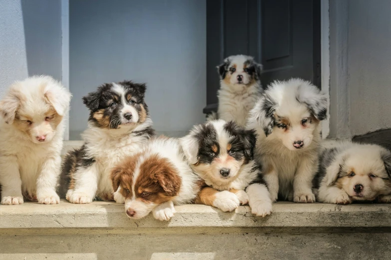 six puppies standing on the step of a house
