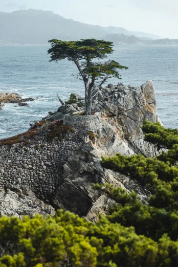 a lone tree stands on top of an ocean cliff