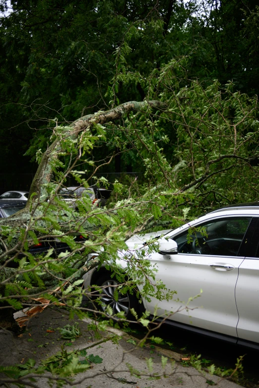 a car is crushed by a large tree