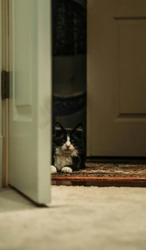 a black and white cat on carpet sitting in front of an open door