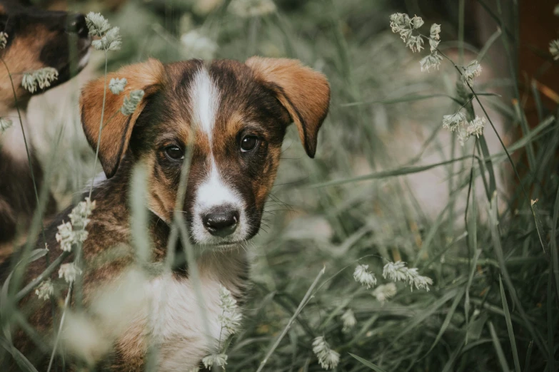 a close up of two small dogs in some tall grass