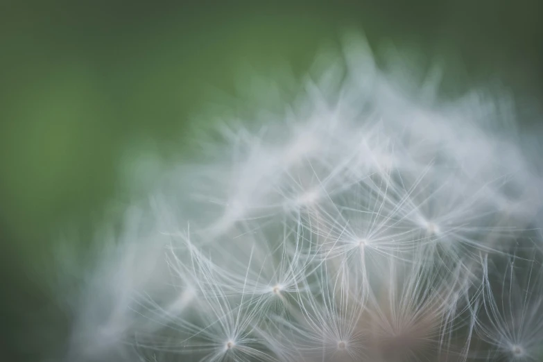 a close up of a dandelion in motion with blurry background
