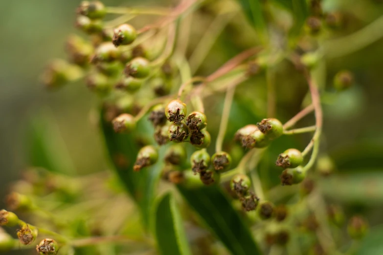 this is an arrangement of flowers that appear to be budding