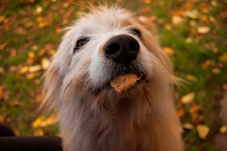 a dog eating soing next to a field of leaves