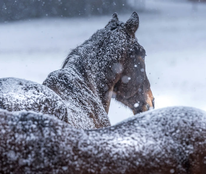 a horse stands in the snow with a bit of dust on its forehead