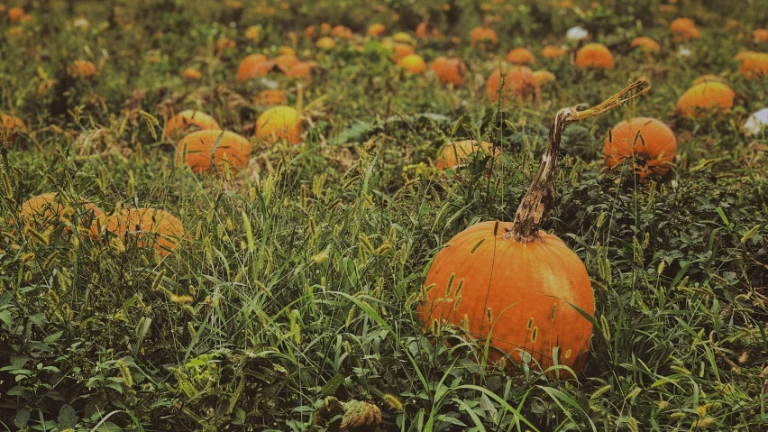 a large field of mushrooms that are all orange