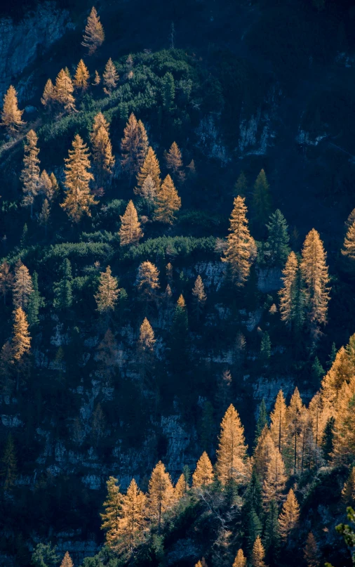 the tops of several trees in the forest