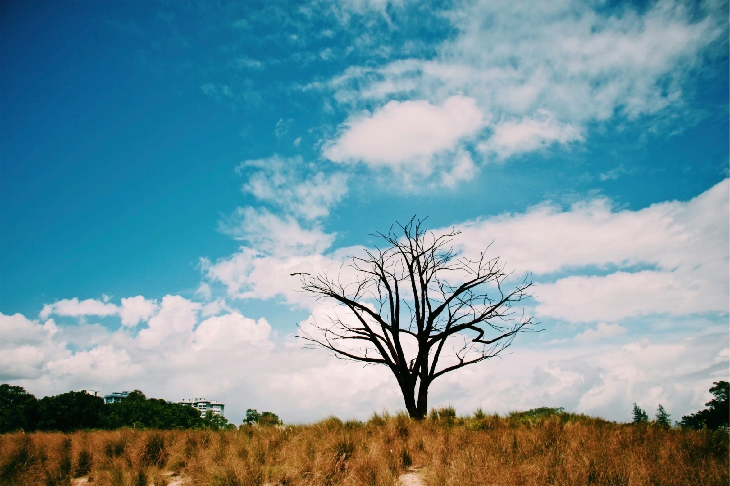 the big tree is sitting alone in the middle of the field