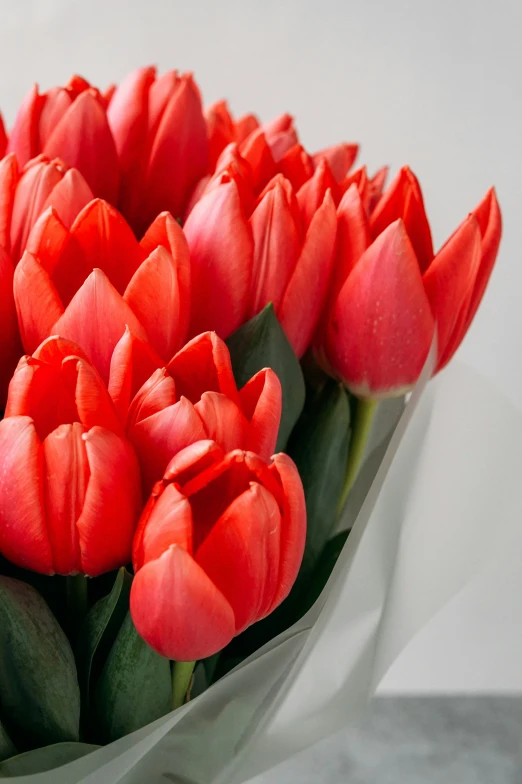 a bunch of red flowers on white background